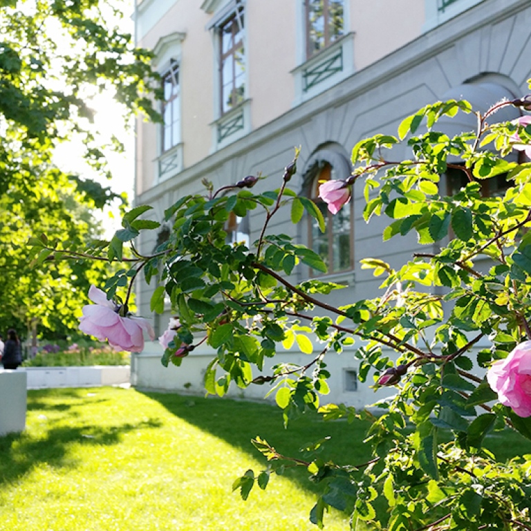 Poppiusros utanför Bloms hus, Frescati. Foto: Per Larsson