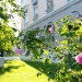 Poppiusros utanför Bloms hus, Campus Frescati. Foto: Per Larsson