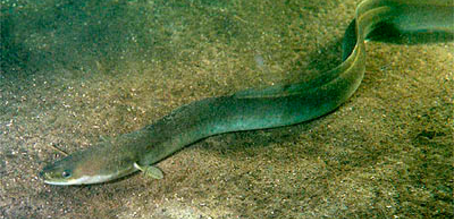 Europeisk ål. Foto: GerardM /Wikimedia Commons.