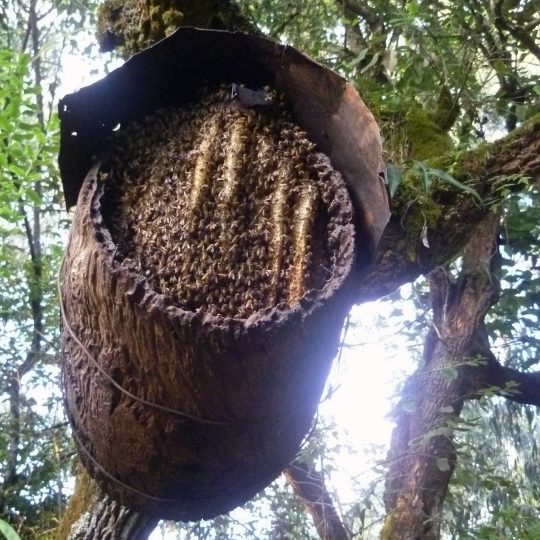 Beehive on a fence