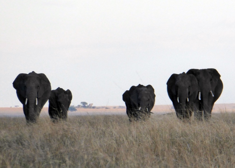 Elephants