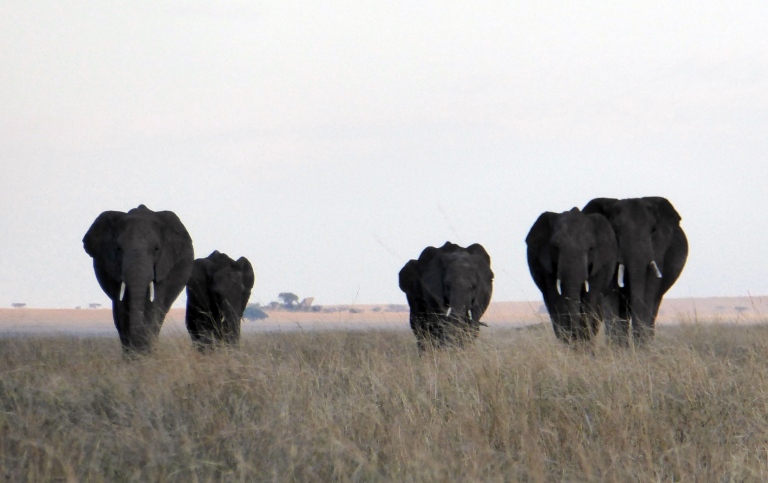 Elefanter på savannen