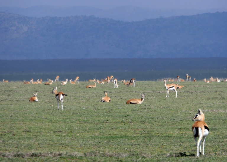 Antilopes