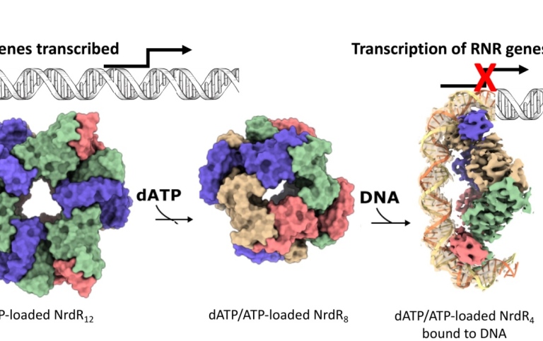 New mechanism for regulating supply of DNA building blocks may lead to better antibiotics