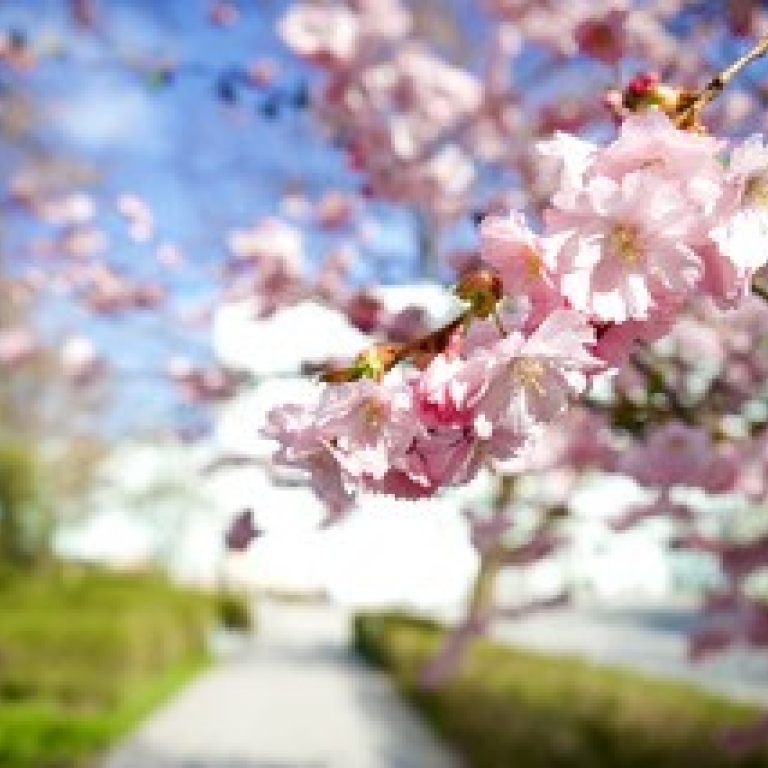 Körsbärsblomning