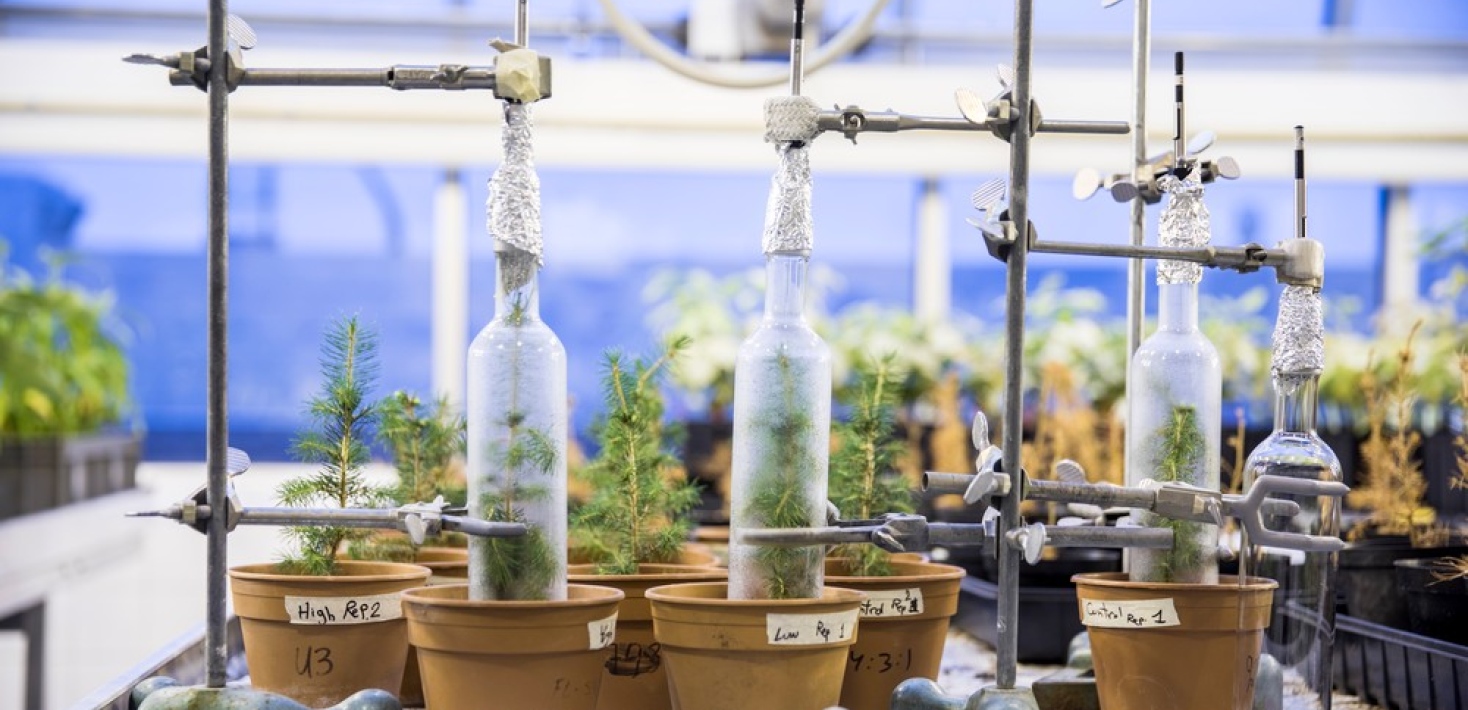 Spruce shoots in small pots in an experimental setup.