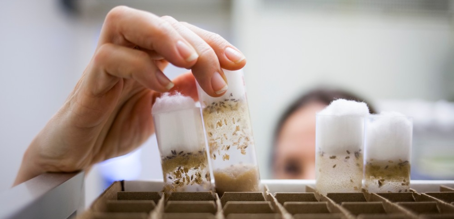 A hand picks up one of several tubes full of fruit flies from a box.