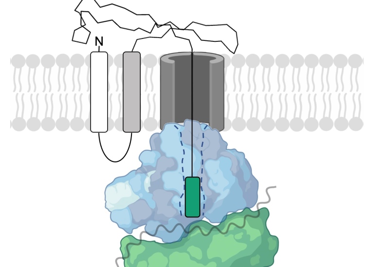 Protein Biogenesis