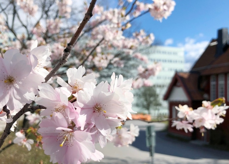 Stockholms universitet, byggnad och körsbärsblomma