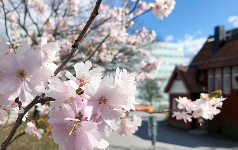 Stockholms universitet, byggnad och körsbärsblomma