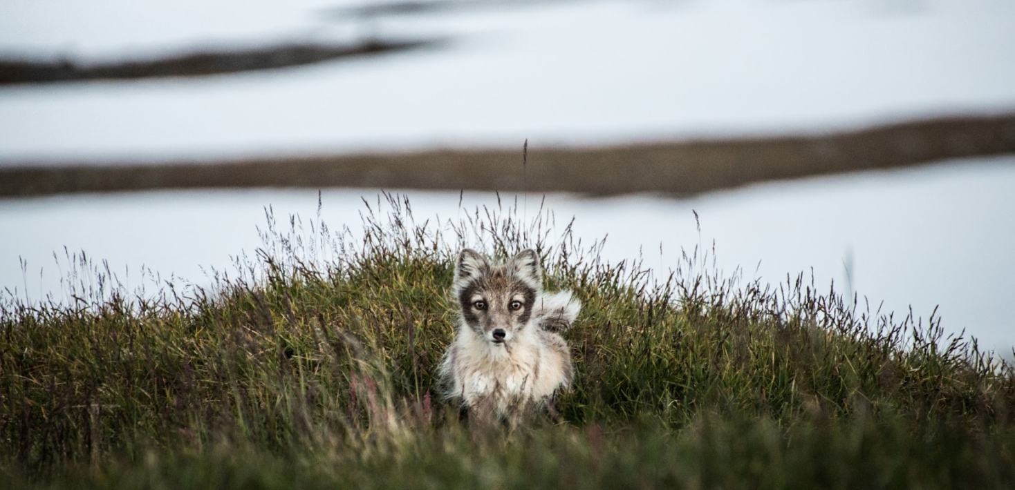 Fjällräv