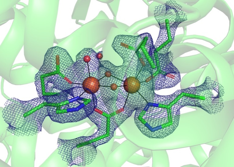 Enzym catalysis