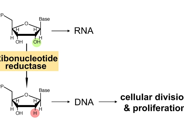 Biochemistry - Enzymatic synthesis of DNA building blocks
