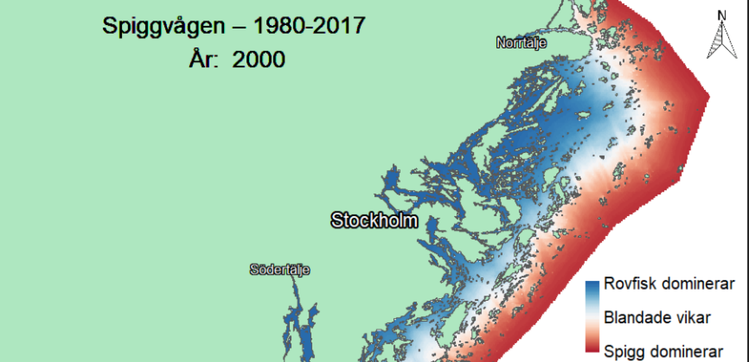 Spiggvågen 2000