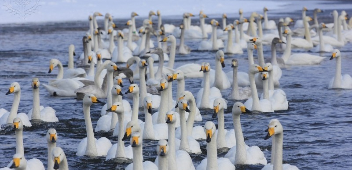 Swans