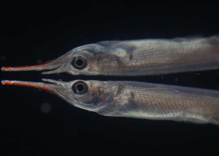 Silvrig fisk mot svart bakgrund. Mun och fenor är röda och undre käken är lång.