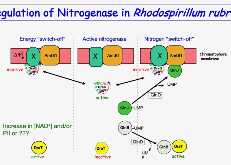 Biochemistry-Nitrogen fixation