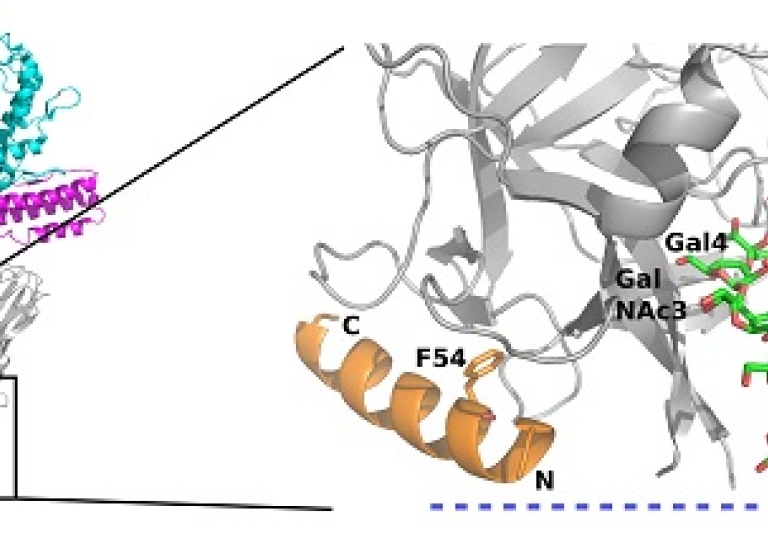 Biophysics-Protein structure and folding