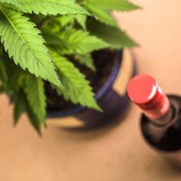 Cannabis and Alcohol