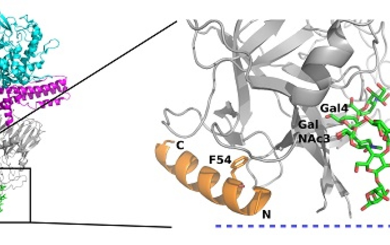 Structure of Botulinum neurotoxin type B bound to two receptors on the neuronal