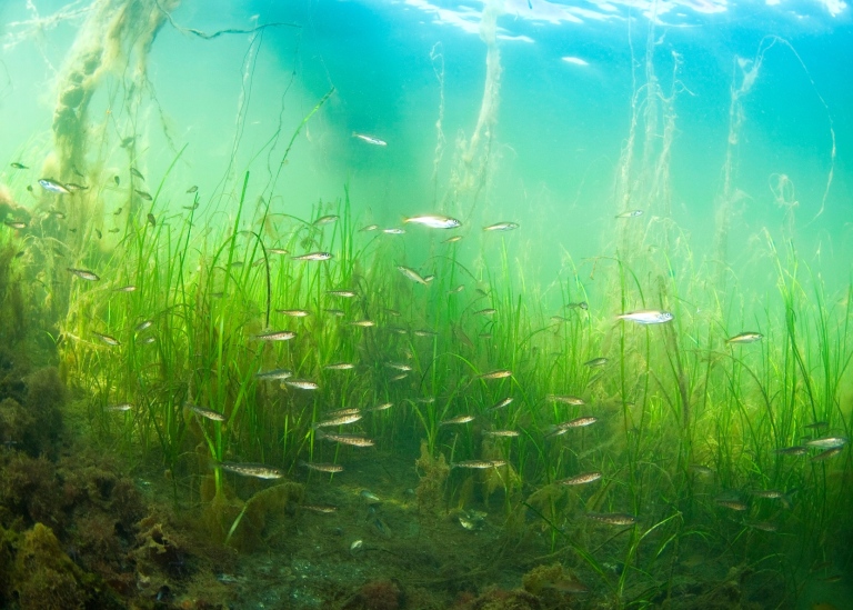 Eelgrass with juvenile cod and Saithe in the ocean of Sweden.