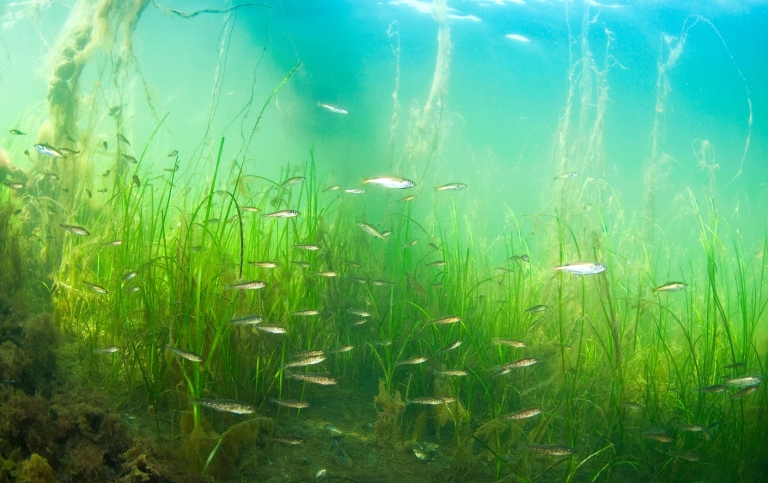 Eelgrass with juvenile cod and Saithe in the ocean of Sweden.