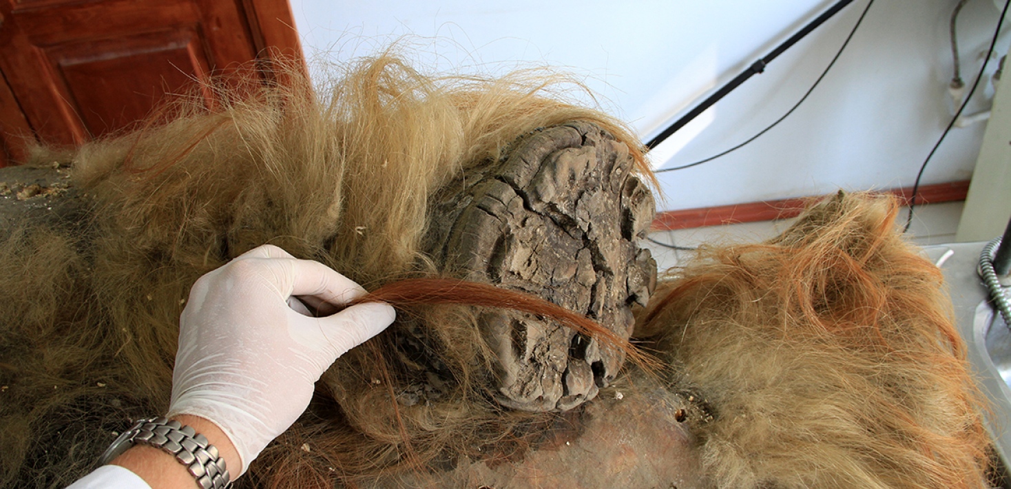 Hind legs of a woolly mammoth and a hand of a researcher showing the thick fur