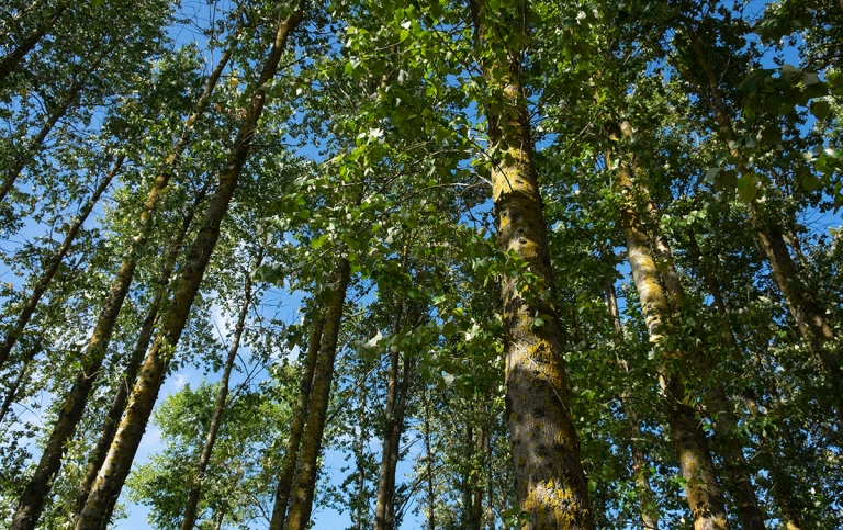 Snabbväxande popplar i Skåne