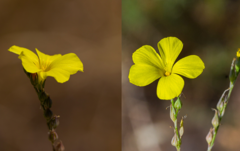 Bilden visar kort- och långstiftade blomformer av den vilda linarten Linum tenue. Fotografier tagna