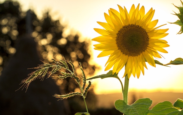 Sunflower. Photo by Pixabay on Pexels.