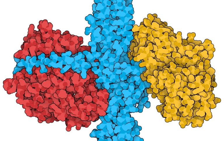 Clostridial neurotoxins, deadly toxins that also can heal -How do these large proteins bind to, and
