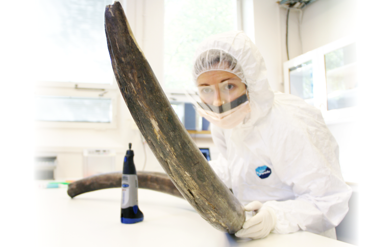 A person in lab gear holding a mammoth tusk