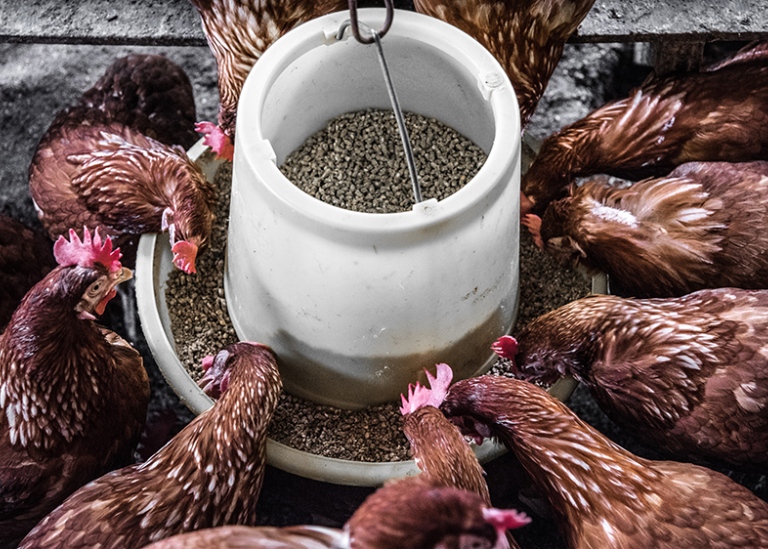 Chickens around a pot of grain