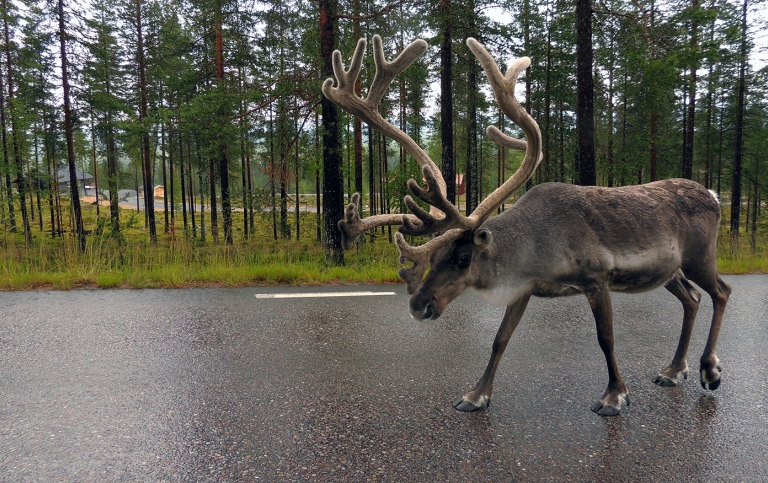 Rentjur på asfalterad väg