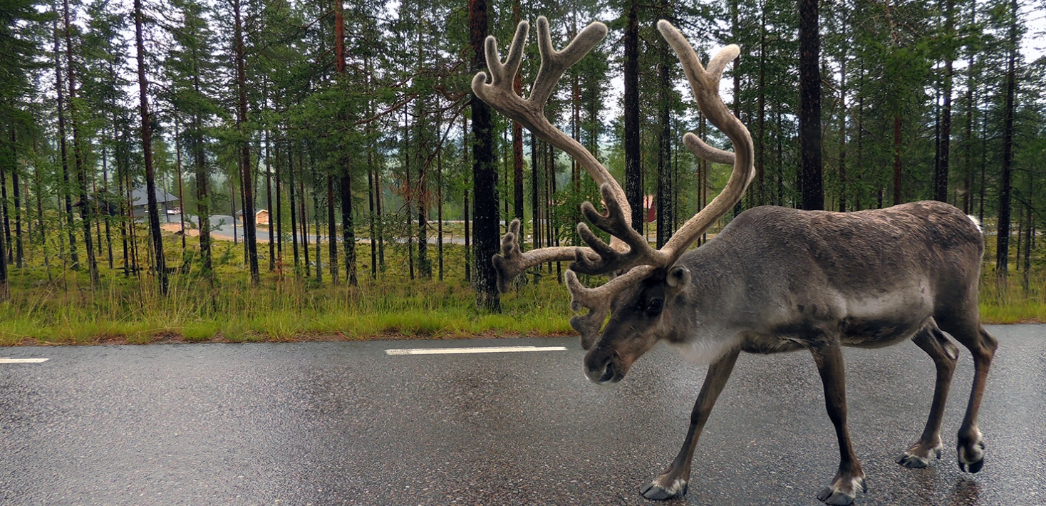 Male reindeer walking on a paved road