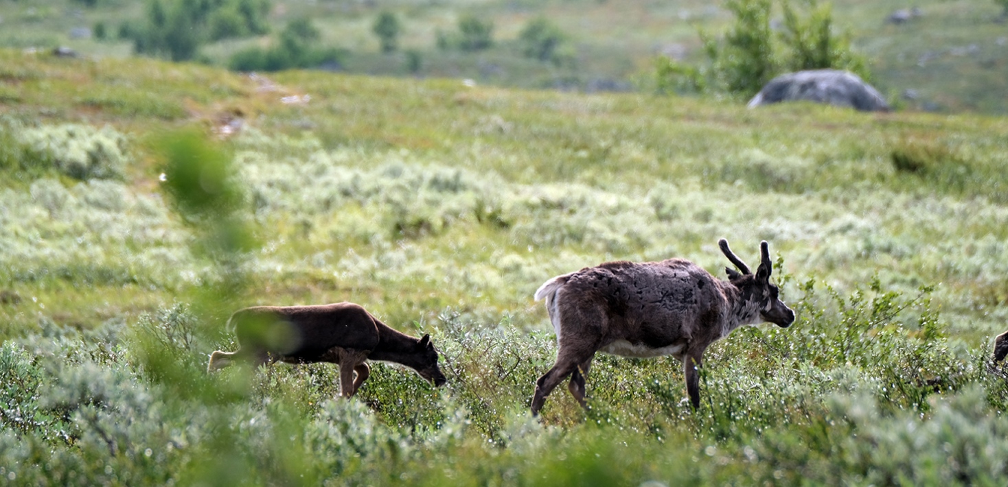 Female reindeer and her calf grazing in the Swedish mountains