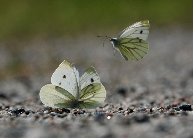 Adult green-veined white butterflies