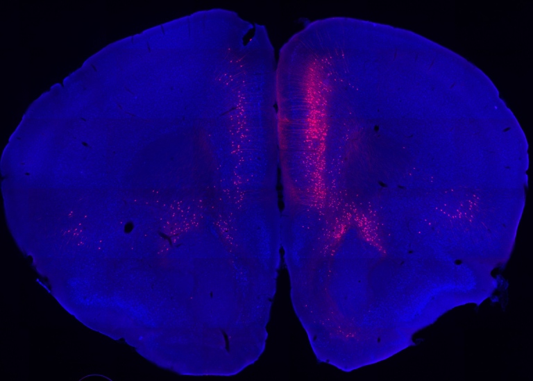 Signaling and behavior of neural networks.