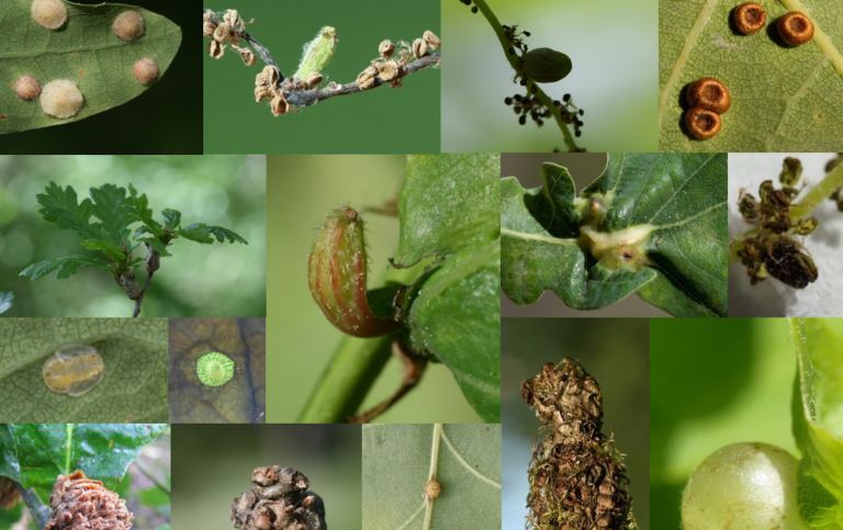 1_Some of the galling insectss on the pedunculate oak