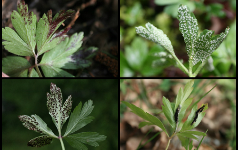 1_Systemic diseases on the wood anemone (Anemone nemorosa)