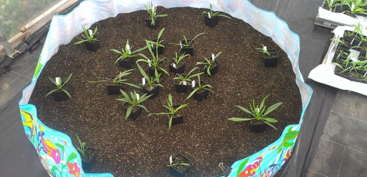 3_AM fungal mesocosm dispersal experiment