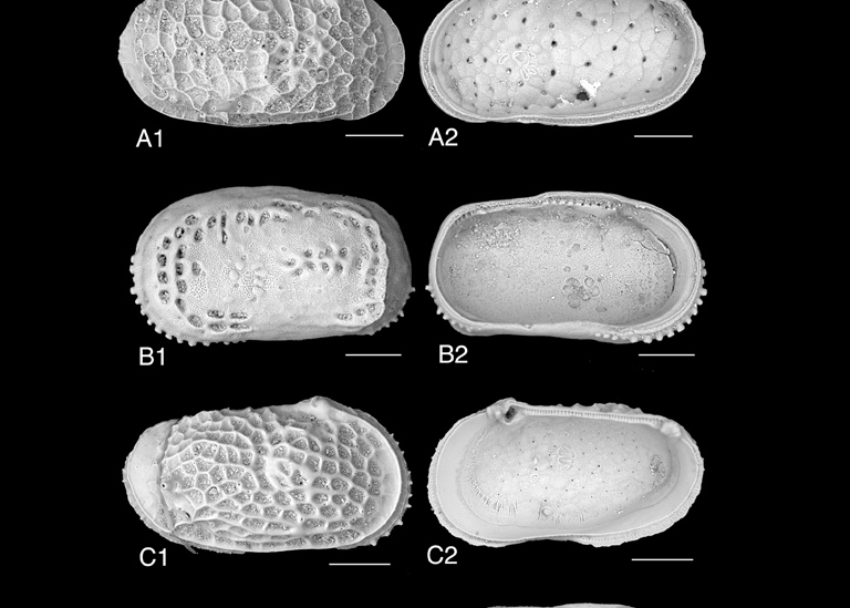 Scanning Electronic Microscopic images of lateral view and internal view for ostracod specimens
