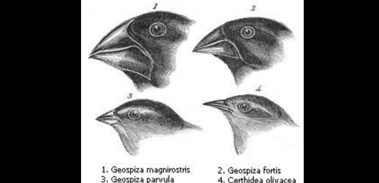 Darwin's finches or Galapagos finches. Darwin, 1845.