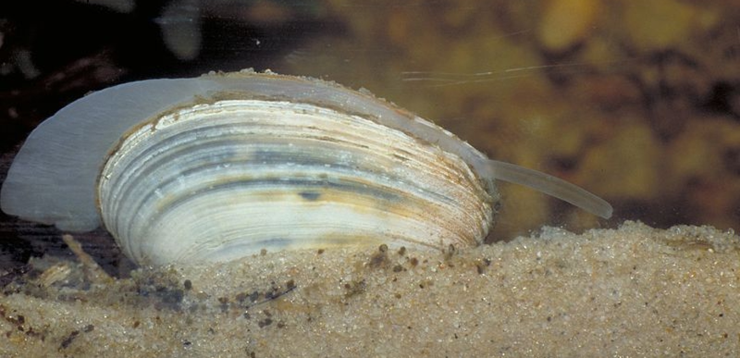 Östersjömussla. Foto: Ecomare/Sytske Dijksen /Wikimedia Commons.