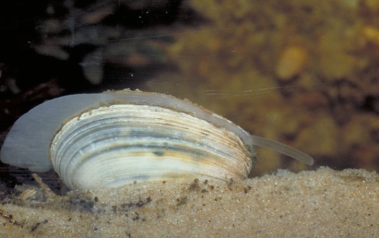 Östersjömussla. Foto: Ecomare/Sytske Dijksen /Wikimedia Commons.