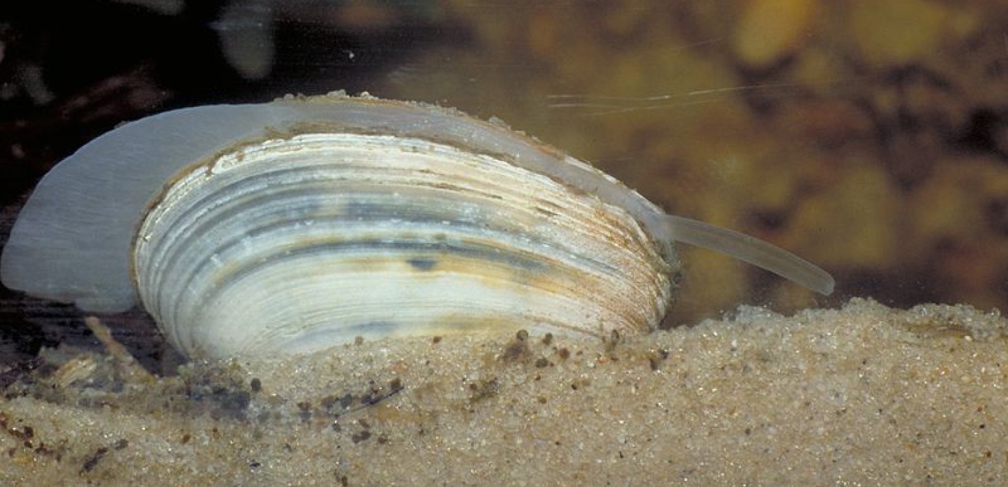 Baltic clam. Photo: Ecomare/Sytske Dijksen /Wikimedia Commons.