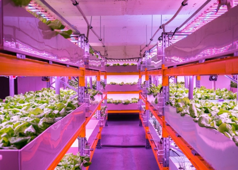 Shelves with lettuce in an aquaponics system.