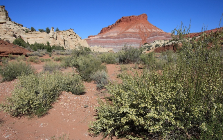 Dryland vegetation in Utah, US. Photo: Stefano Manzoni.