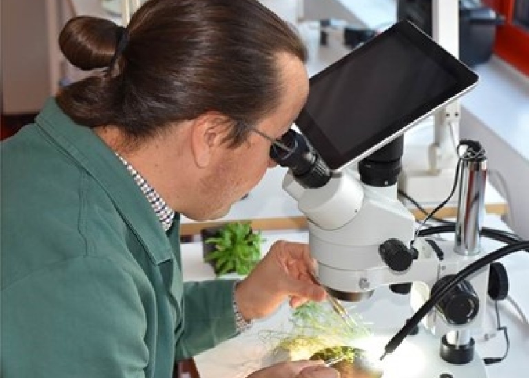 Edouard Pesquet, koordinator för den publicerade studien, pollinerar blommor av backtrav/Arabidopsis