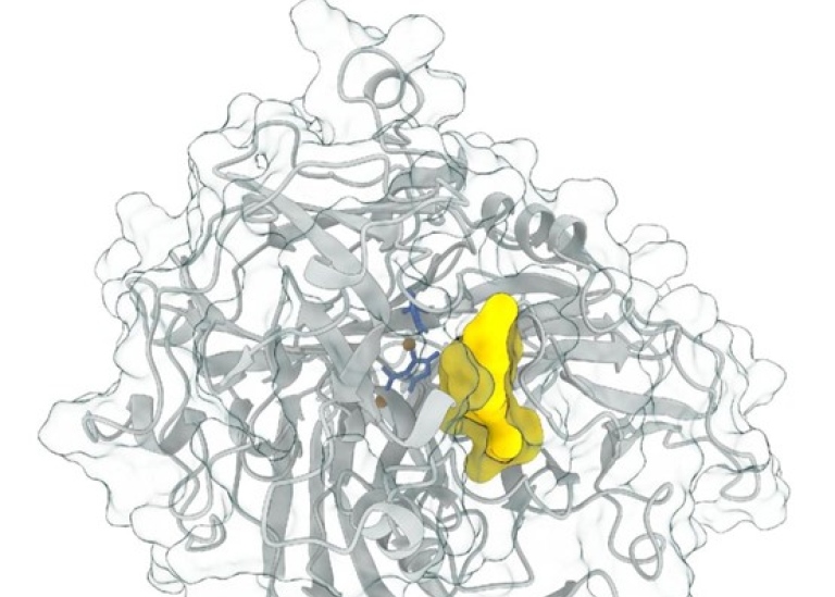 Tredimensionell modell av enzymet lacasse
